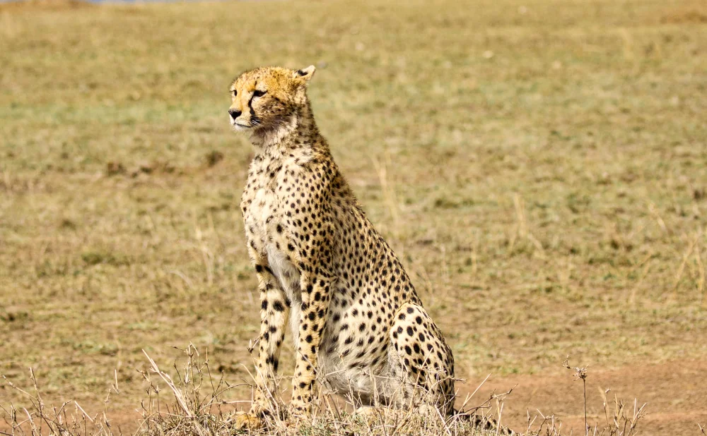 
3 Day Serengeti National Park and Ngorongoro Crater Safari